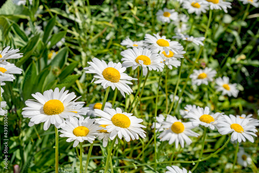 Ox-eye Daisy (Leucanthemum vulgare) in garden, Central Russia Ox-eye Daisy (Leucanthemum vulgare) in garden, Central Russia