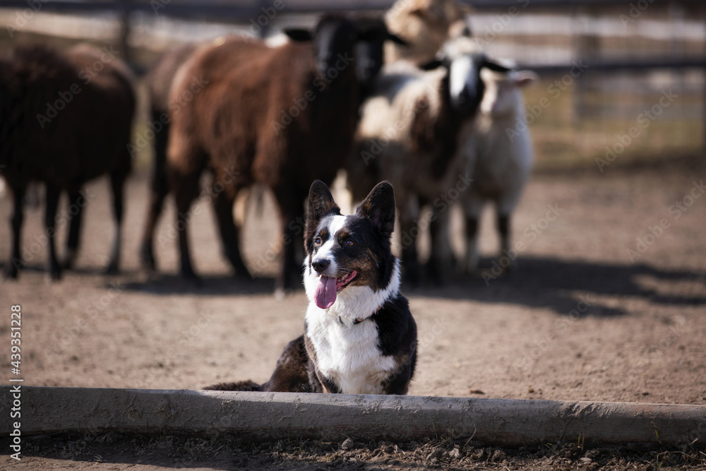 welsh corgi cardigan in shepherd's work welsh corgi cardigan in shepherd's work