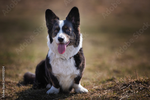 Quadro em tela welsh corgi cardigan