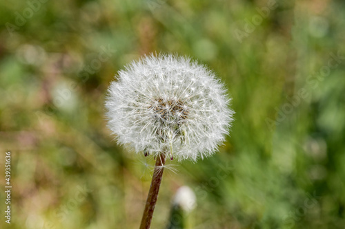 Common Dandelion  Taraxacum officinale  in meadow