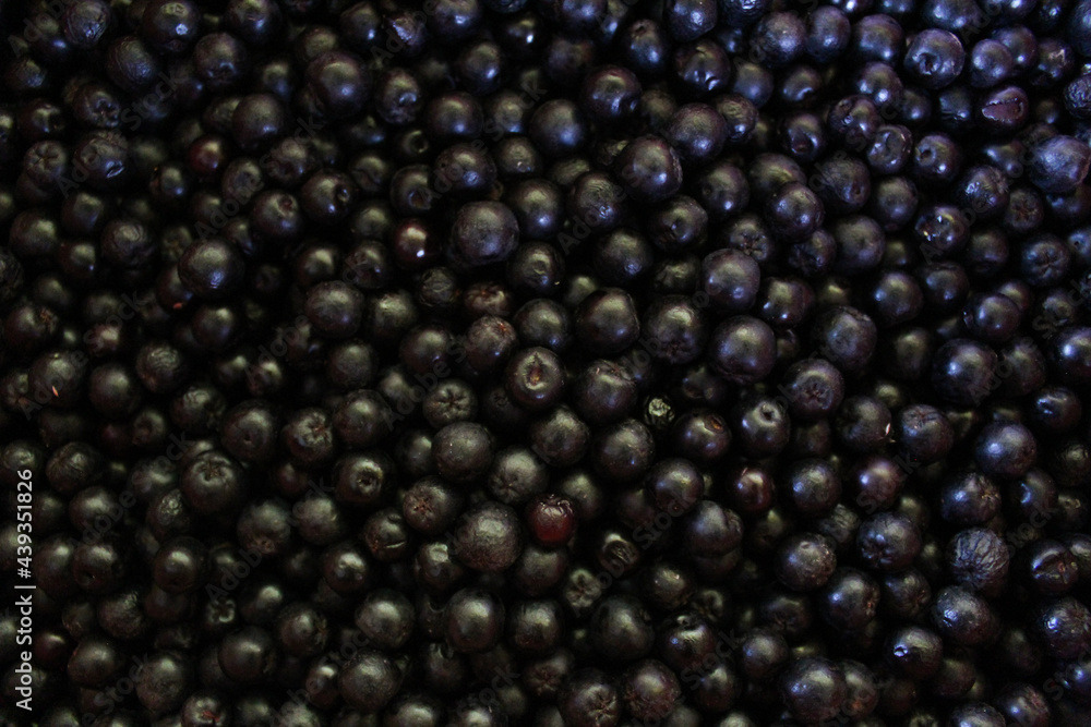 Chokeberry berries. Aronia berries. Chokeberry, aronia background fruit. Fruits. Berry. Freshly picked ripe berries. Aronia melanocarpa or black chokeberry background. Close up. Macro. Chokeberry berries. Aronia berries. Chokeberry, aronia background fruit. Fruits. Berry. Freshly picked ripe berries. Aronia melanocarpa or black chokeberry background. Close up. Macro.