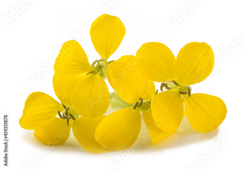 Yellow Wallflowers photo