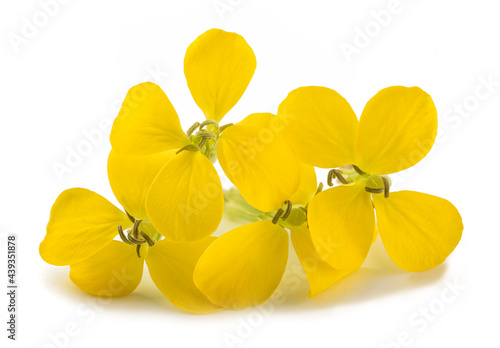 Yellow Wallflowers #439351878