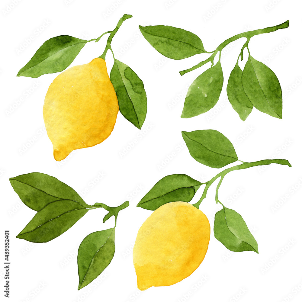 Watercolor lemons set. Botanical illustration. Watercolor lemons set. Botanical illustration.