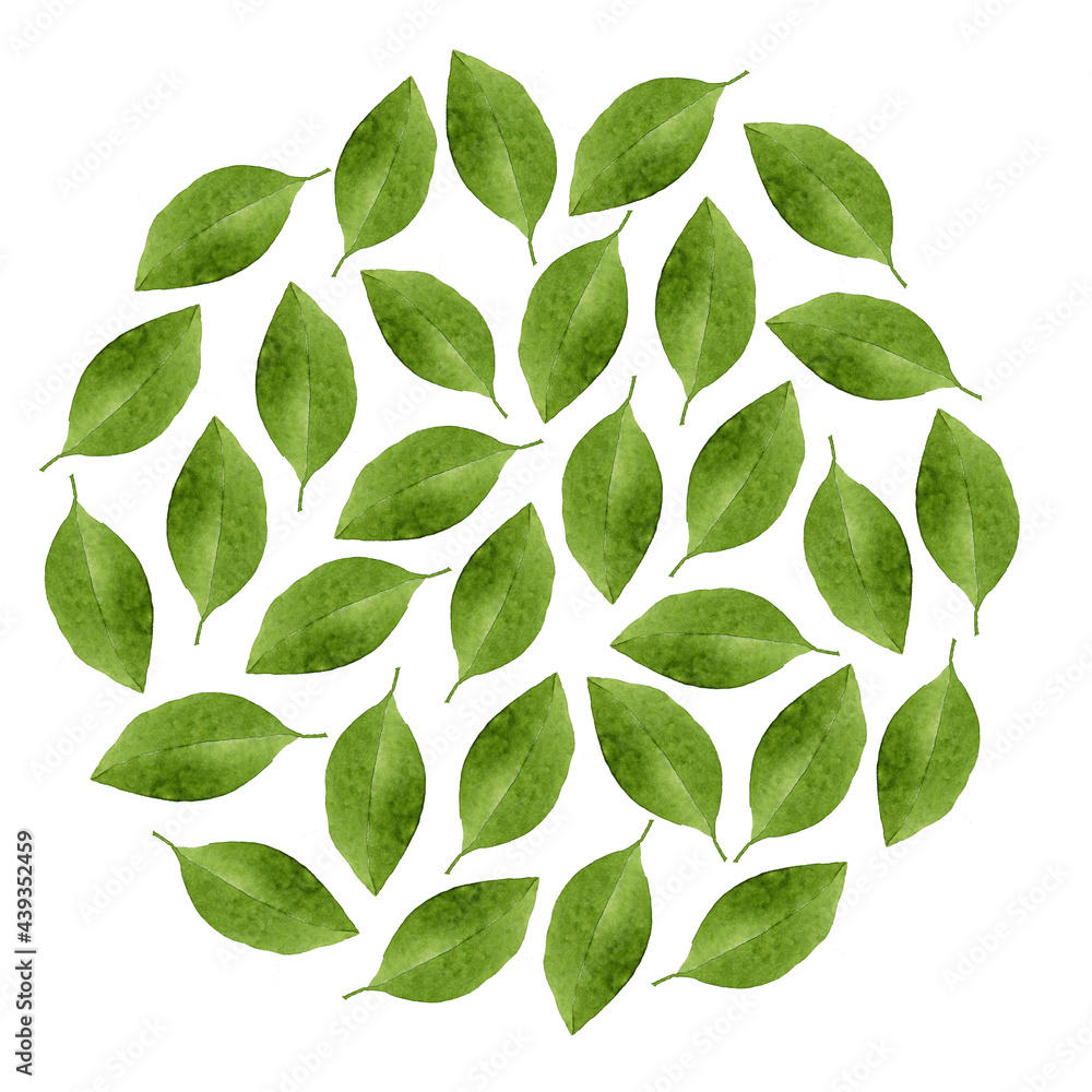 Green watercolor leaves in circle shape. Botanical illustration.