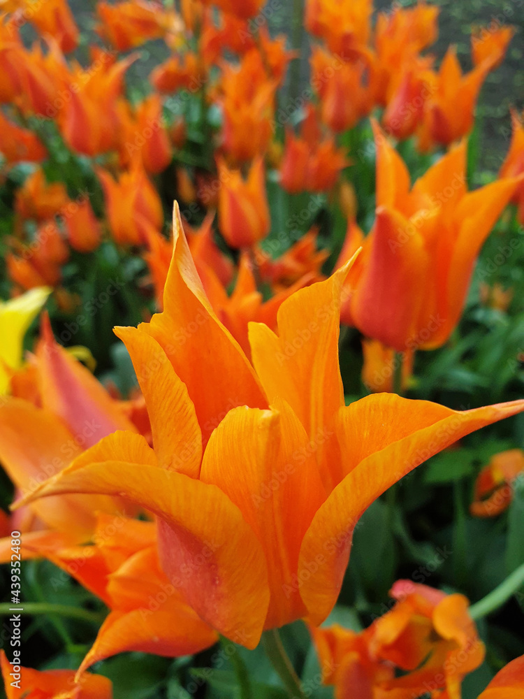 Orange Yellow Tulip Field. Blooming spring flowers with green leaves. Closeup shot. Focus to the foreground Orange Yellow Tulip Field. Blooming spring flowers with green leaves. Closeup shot. Focus to the foreground