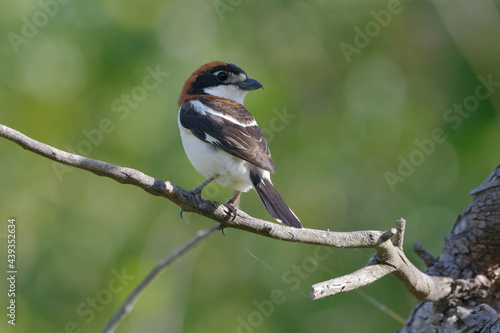 Woodchat Shrike (Lanius senator) on a branch photo