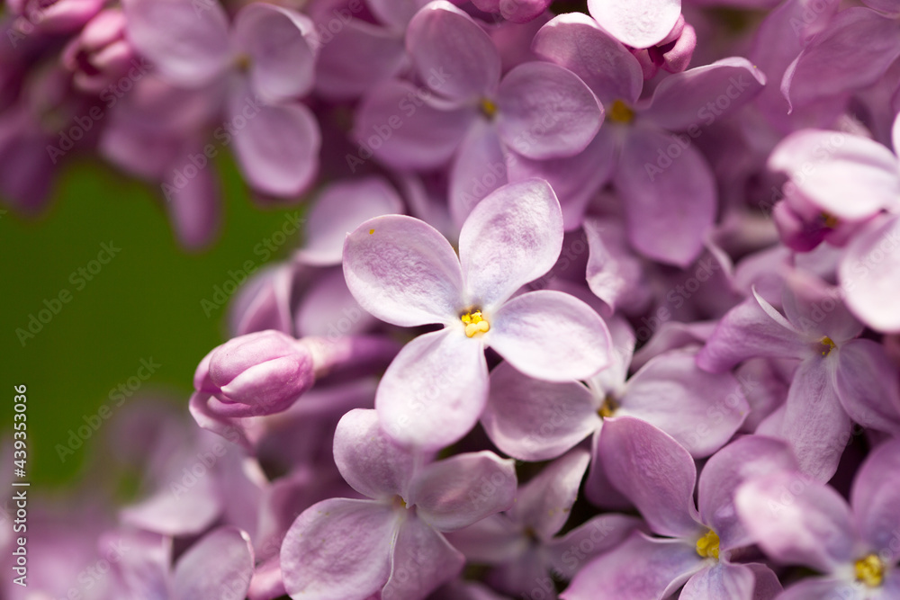 persian lilac flowers. Beautiful spring background of flowering lilac. Selective soft focus, shallow depth of field. persian lilac flowers. Beautiful spring background of flowering lilac. Selective soft focus, shallow depth of field.