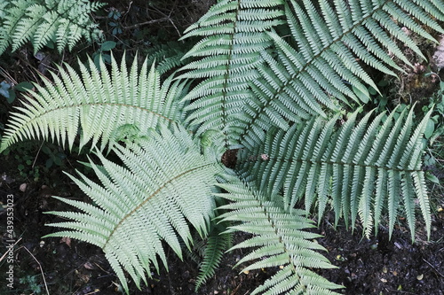 fern leaves