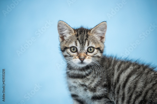Small striped kitten very curious before the camera © Toyakisfoto.photos