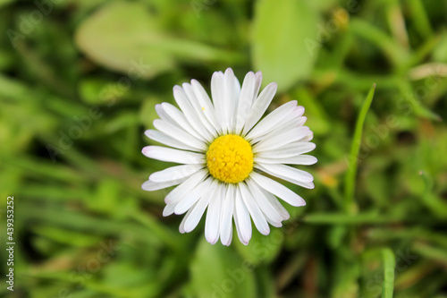 Bellis perennis, detailed white and yellow daisy flower in a grass background. photo
