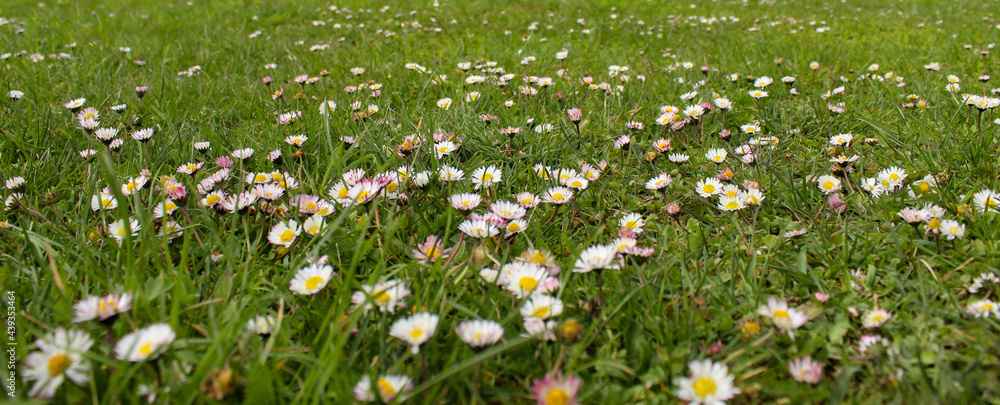 Banner. Lawn daisies. Bellis perennis. Detailed view at white and yellow blooming Common Daisy or Bellis perennis in their natural habitat.