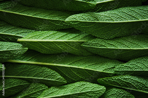 Macro photography of fresh sage. Concept of organic food. Background. photo