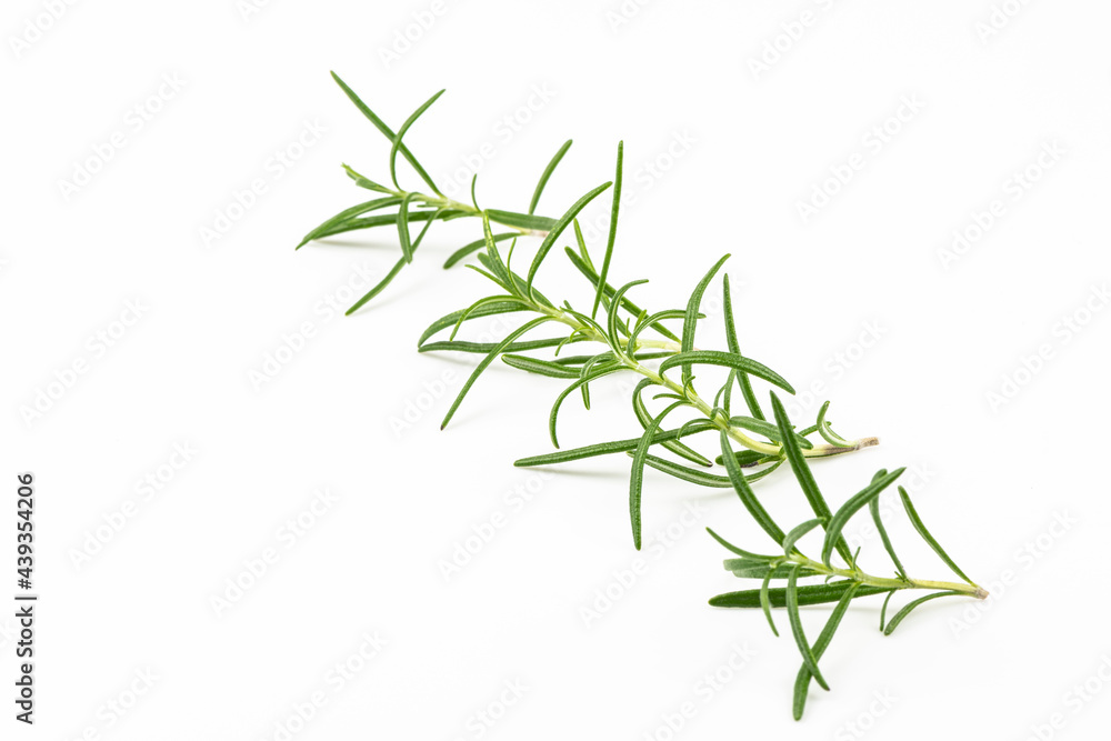 Branches of fresh rosemary isolated on a white background. Branches of fresh rosemary isolated on a white background.