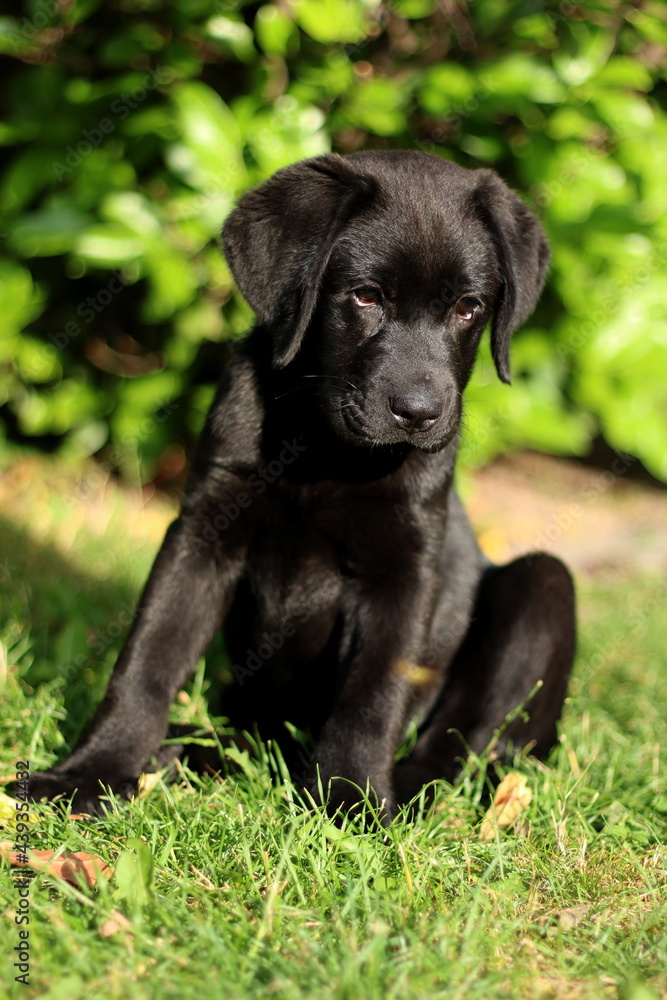 Black Labrador retriever puppy in the garden
