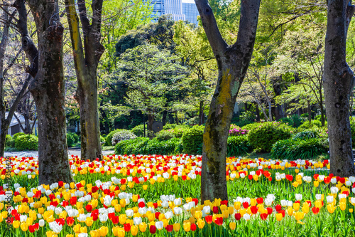 チューリップ咲く公園 東京