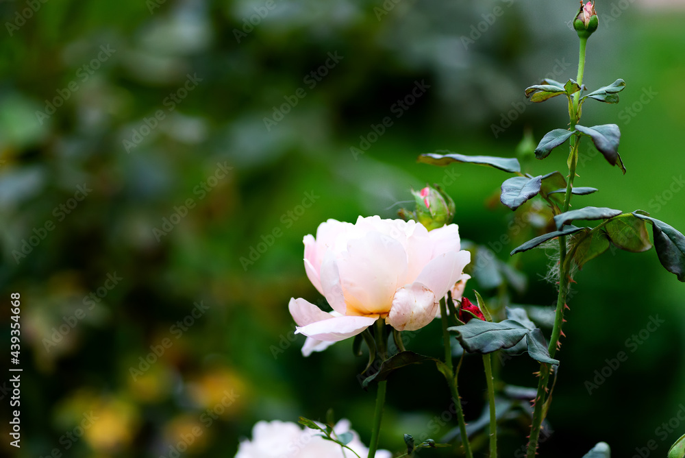 Beautiful pink rose in a garden Beautiful pink rose in a garden