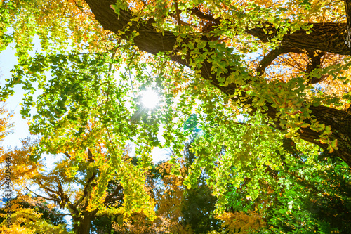 木漏れ日と秋の木の葉