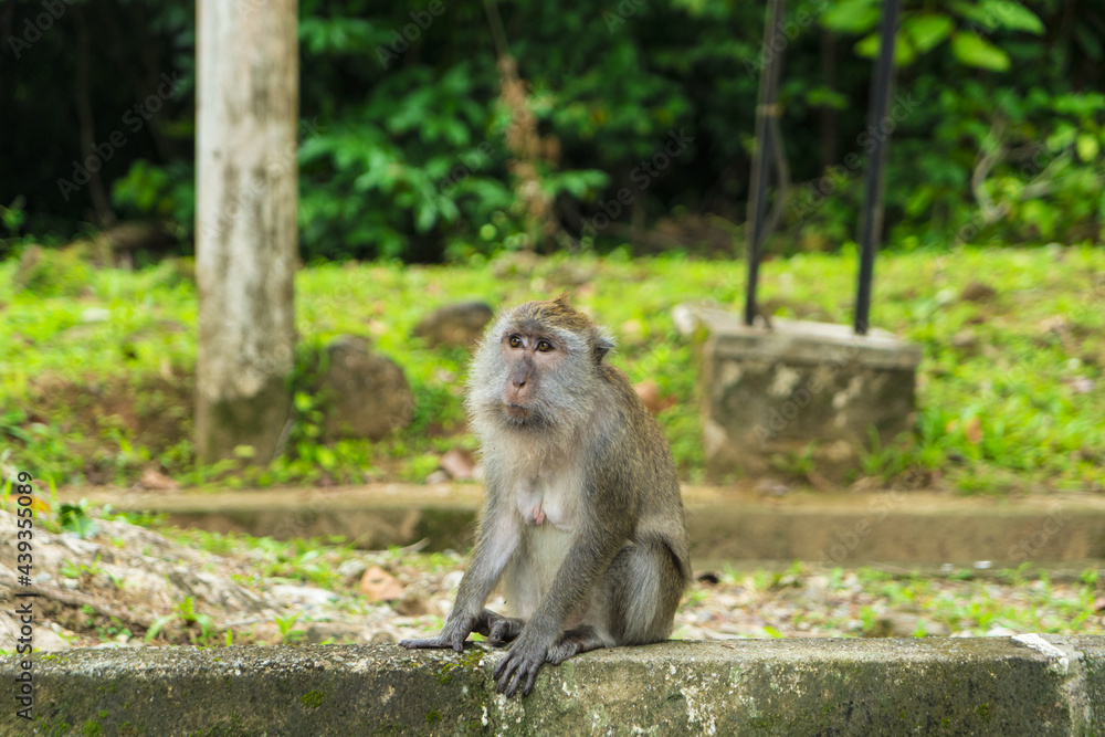macaque langkawi malaisie