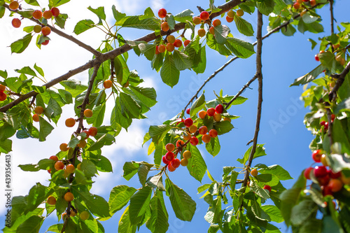 A cherry tree with reddening ripening fruits against a blue sky. Delicious fresh berry in the lazy garden