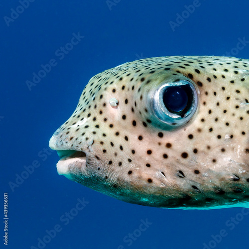 Spot-fin porcupinefish, diodon hystrix, in Maldives