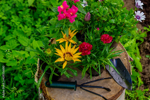 Beautiful flowerpots flowers grow on a tree stump  garden decoration. Selective focus.