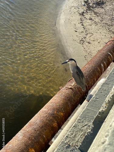 rusty pipe bird