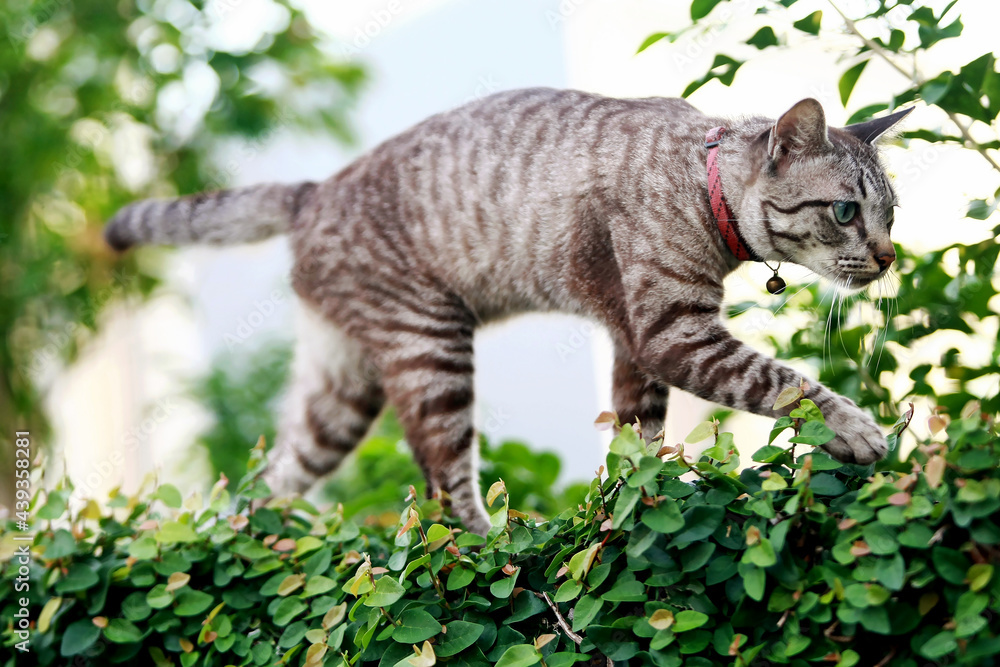 Obraz premium Lovely gray cat walking at outdoor