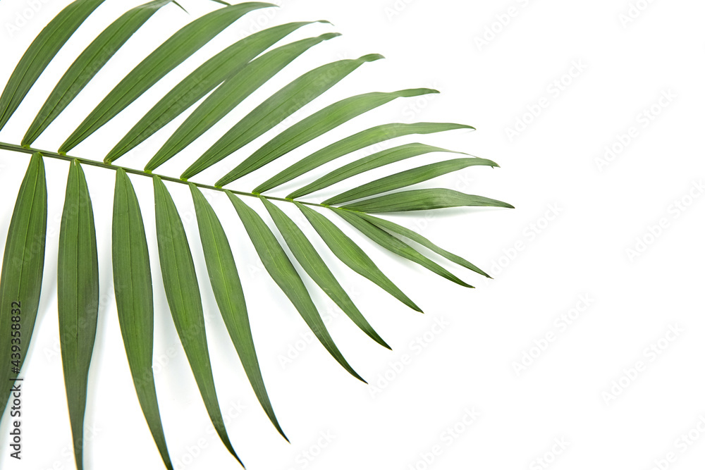 Fototapeta premium Houseplant palm leaf isolated on white