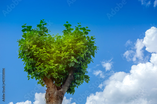 Summer landscape  sky. A heart-shaped tree against a blue sky. Bright curly clouds.