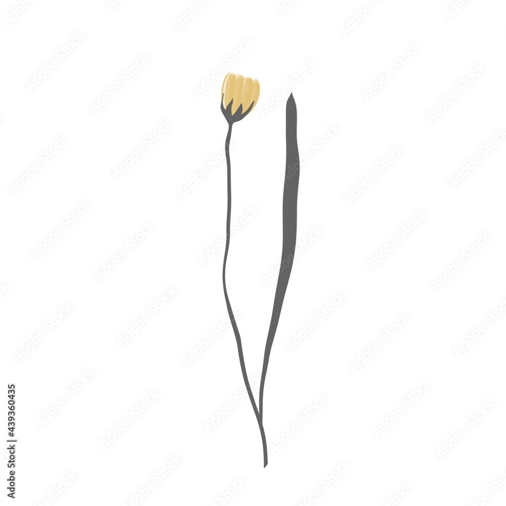 Isolated flower with bud and leaf on a white background. Wildflowers. Botanical illustration. Design of wallpaper, fabric, textiles, packaging, tattoos, postcards, posters, posters, wedding design.