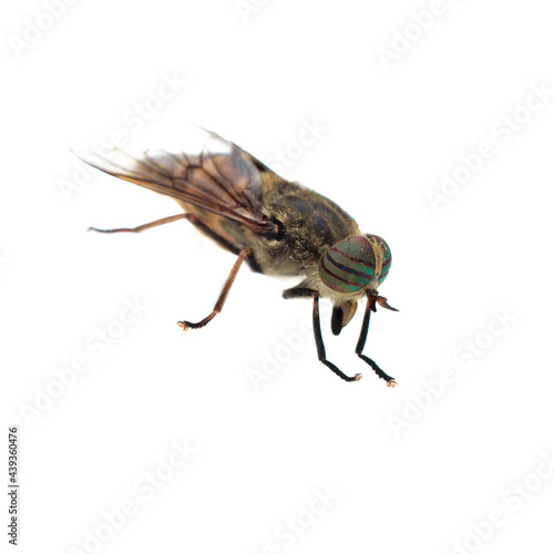 Side view of a Horsefly, Tabanus, isolated on white photo