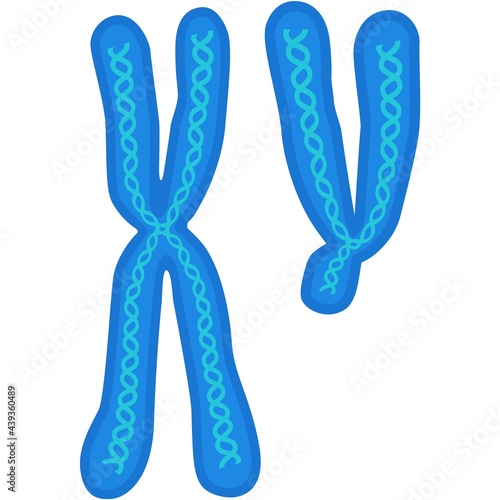 Chromosome vector biology x and y dna cell icon
