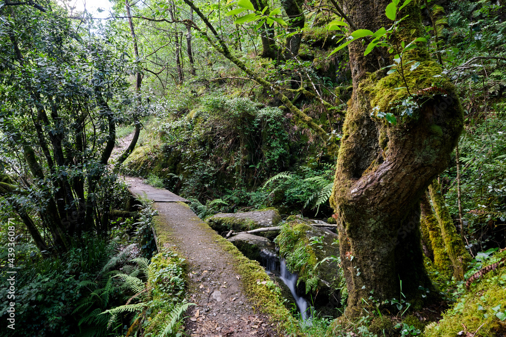 Footbridge in a forest Footbridge in a forest