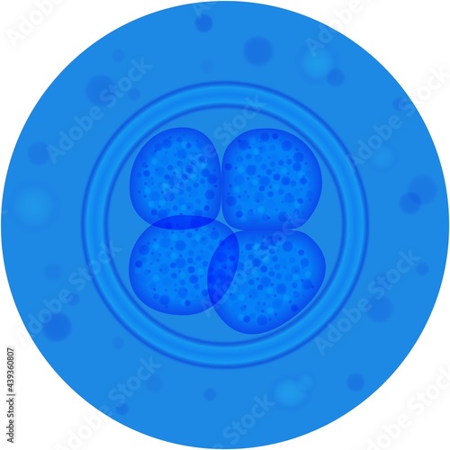 Cell mitosis division process vector icon on white
