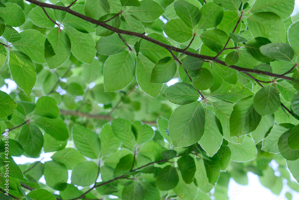 Beech tree green foliage Beech tree green foliage