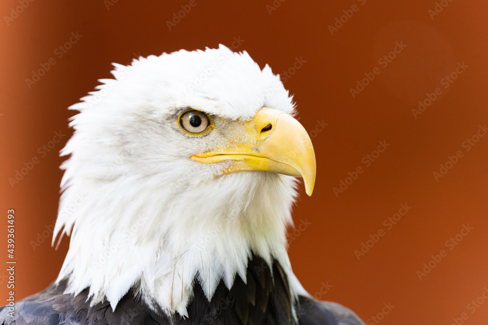 Bald Eagle Bald Eagle