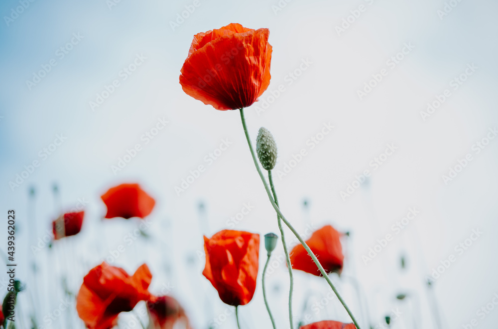 Obraz premium Moody selective focus of elegant red poppy flowers growing interlaced in a field of wild red poppies bokeh background against pastel blue sky