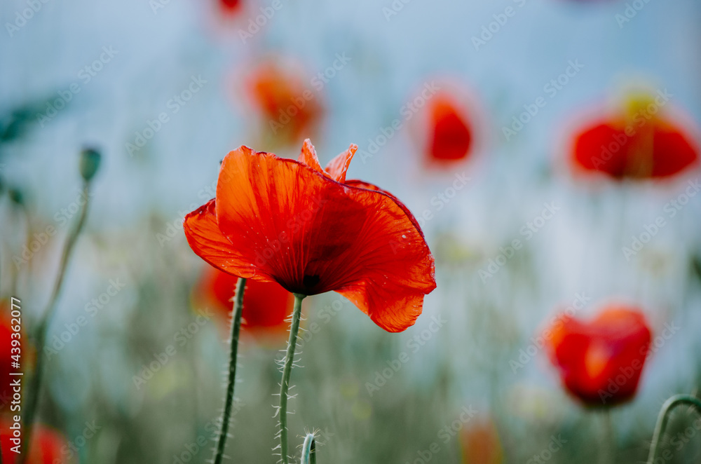 Obraz premium Moody selective focus close up of isolated elegant red poppy flower growing in a field of wild red poppies bokeh background against pastel blue sky