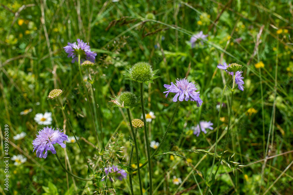 Sommerwiese . Summer meadow . Acker-Witwenblume . Field scabious Sommerwiese . Summer meadow . Acker-Witwenblume . Field scabious