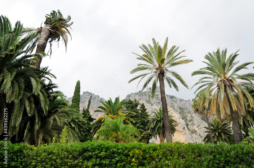 Tropical trees and palm trees on the background of mountains.