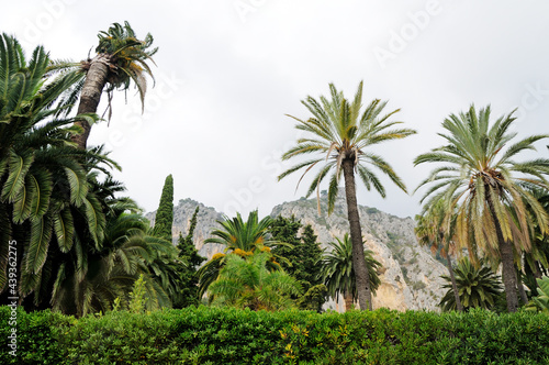 Tropical trees and palm trees on the background of mountains.