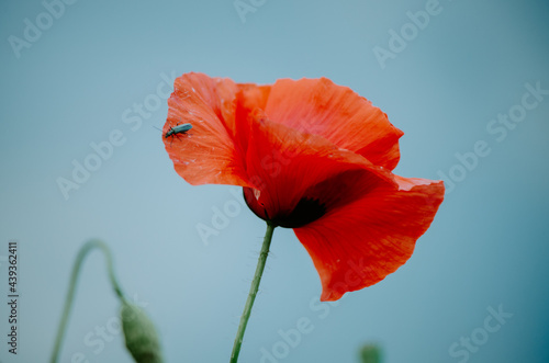 Close up of red poppy with an insect crawling on the petals  with moody sky on the background