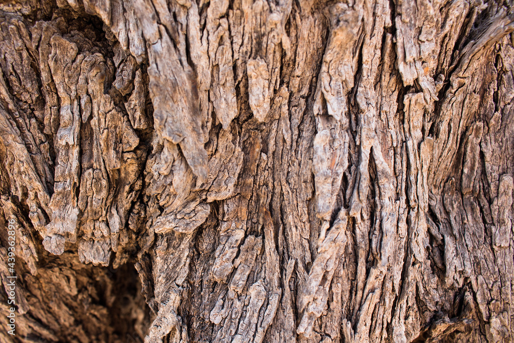 Close up view of very old olive tree's trunk captured in Turkey. Close up view of very old olive tree's trunk captured in Turkey.