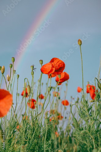 Vertical landscape field of red poppies with rain drops, and sky with rainbow during short summer rain