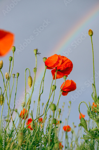 Vertical low angle close up of red poppy flowers in a meadow during summer rain, with partial rainbow and moody sky in the background