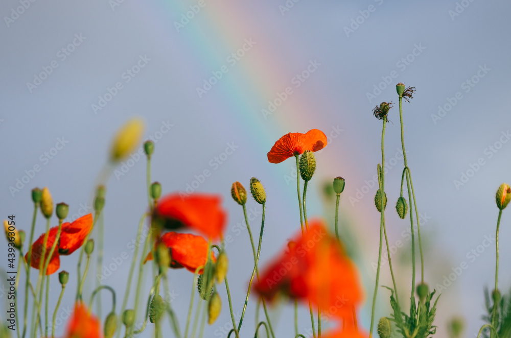 Obraz premium Bright close up of red poppy flower lit by golden evening light, during summer rain, with rain drops on petals, and partial rainbow and blue sky in the background