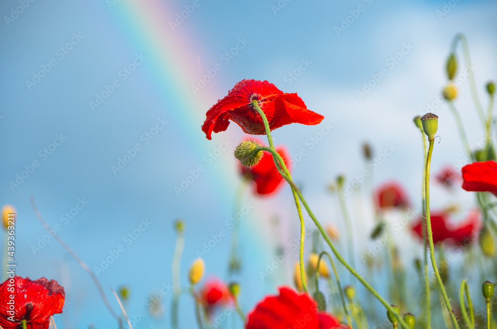 Obraz premium Close up of red poppy flower in a field lit by golden evening light, during summer rain, with rain drops on petals, and partial rainbow and blue sky in the background