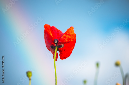 Low angle close up of red poppy flower lit by golden evening light, during summer rain, with rain drops on petals, and partial rainbow and blue sky in the background