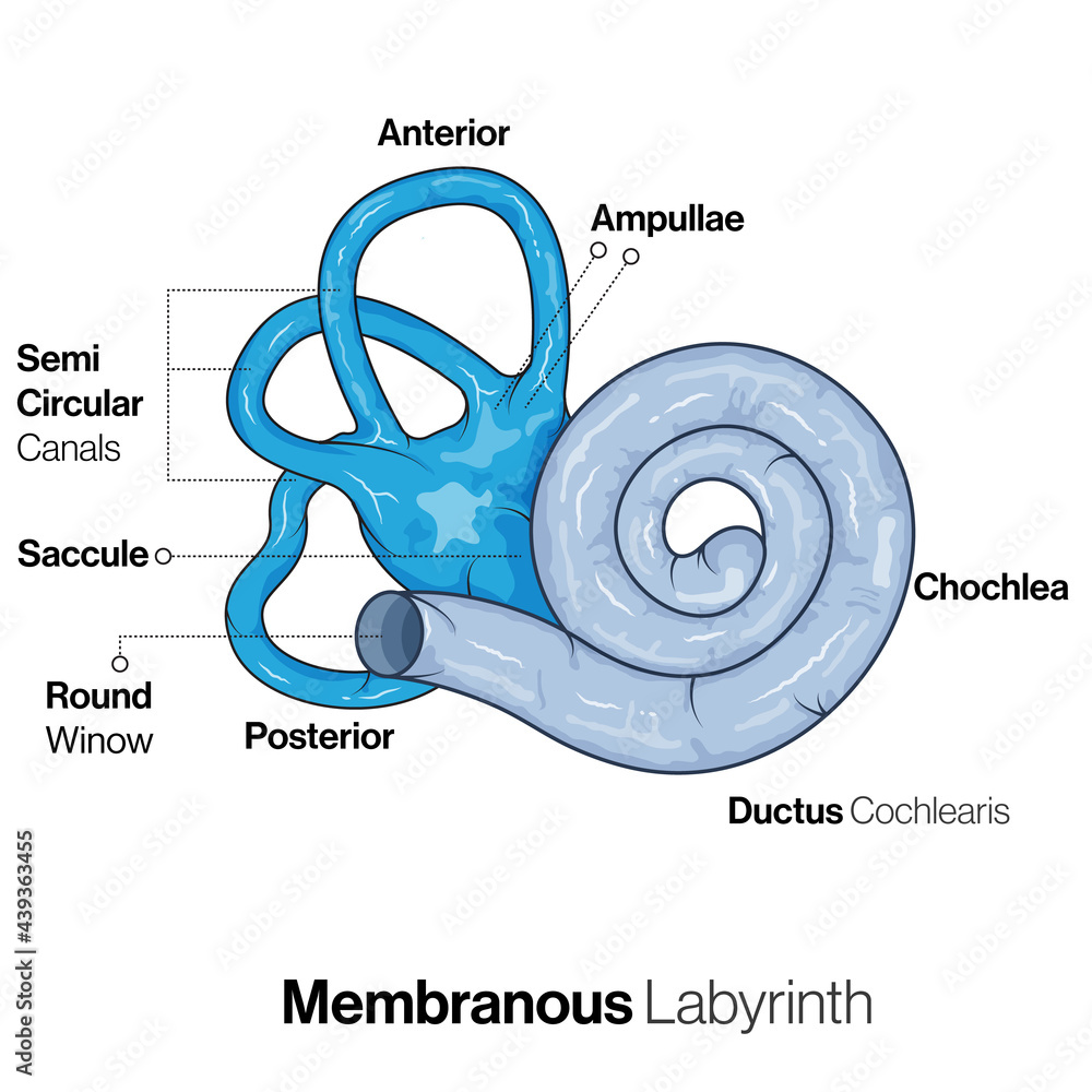 Structure of Membranous labyrinth of Ear. Stock Vector Adobe Stock